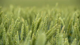 En 2024, la collecte de blé tendre a baissé de 27,2 % par rapport à la campagne précédente. En 2024, la collecte de blé tendre a baissé de 27,2 % par rapport à la campagne précédente.